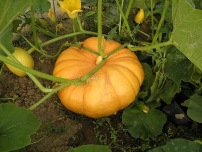 BDSresolve Orange Pumkin seeds PACK OF 77 Seed(77 per packet)