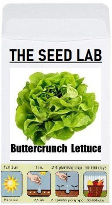 CYBEXIS Organic Vegetable Seeds-Buttercrunch Lettuce2000 Seeds Seed(2000 per packet)
