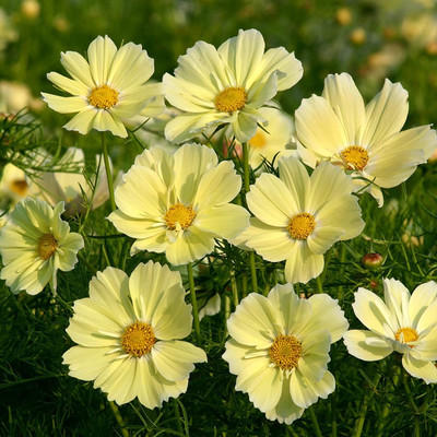 Aywal Cosmos - Double Click Mixed - High Germination Seed(2 g)