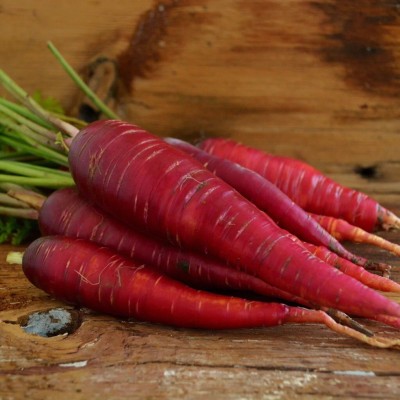 Quentova Carrot Seeds Seed(250 per packet)