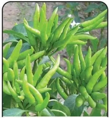 Aro Green Chilli, Chilli Pepper, Mirchi Seed(10 per packet)