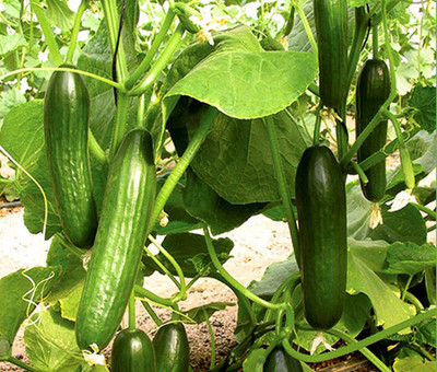VibeX ® XLR-338 Beit Alpha Burpless Hybrid Cucumber Seeds Seed(200 per packet)