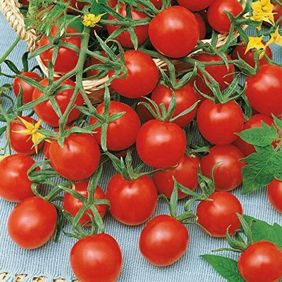 CYBEXIS Tomato Vegetable Seeds2000 Seeds Seed(2000 per packet)
