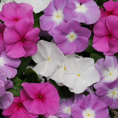 Pbevergreen Vinca Mixed Seed(33 per packet)