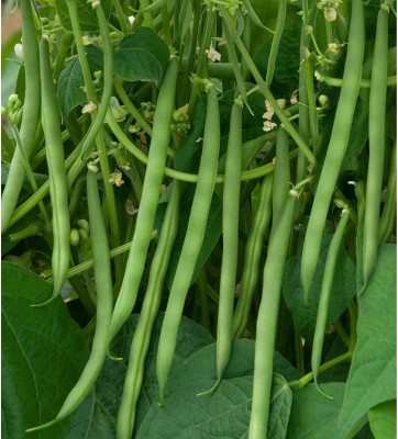 SEMPA Organic French Beans Vegetable Seed(250 per packet)