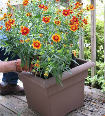 SUAA Coreopsis Flower Seeds Best for Gardening Seed(50 per packet)