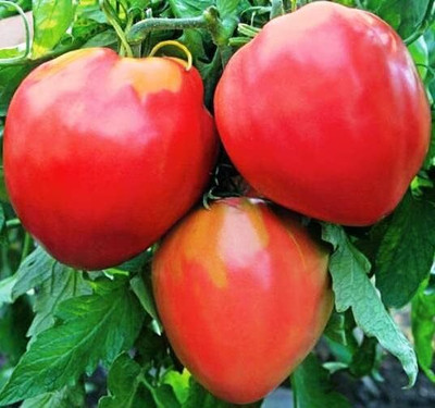 Biosnyg Hybrid Bulls Heart Tomato Vegetable Seeds For Gardening - (400 Seeds) Seed(400 per packet)