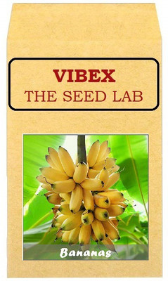 CYBEXIS Heirloom Bananas Hybrid Seeds-250 Seeds Seed(250 per packet)