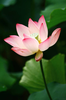 Shree Ganesh lotus,kamal gatta Seed(10 per packet)