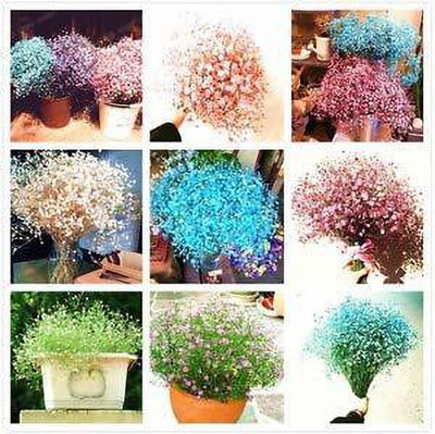 CYBEXIS Hybrid Gypsophila Flower Seeds Seed(50 per packet)