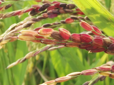 STOKIYA STOKIYA RED RICE RAREST RED SALI / RAKTH SHALI PADDY SEEDS - 3 KG FARMING Seed(3000 per packet)