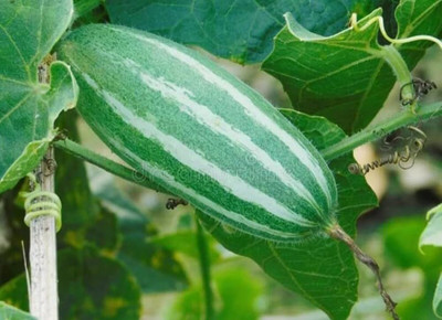 BDSresolve parwal gourd seeds/pointed gourd seeds 26 Seed(26 per packet)
