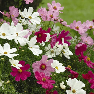 LIFELEX Cosmos Mixed Colour F1 Hybrid Flower Seed(22 per packet)