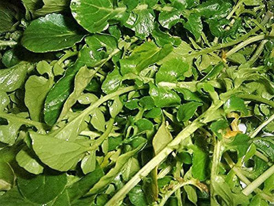 CYBEXIS PUAS-26 - Italian Oregano HERB - (1350 Seeds) Seed(1350 per packet)