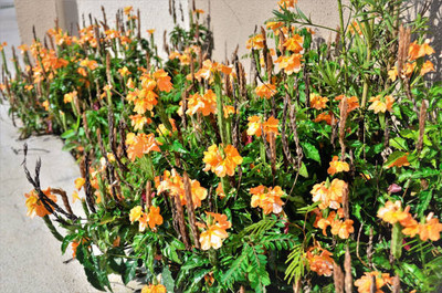ABEFARIYA kanakambaram-firecracker-crossandra Seed(55 per packet)