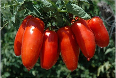 CYBEXIS Italian Tomato-SAN MARZANO Seeds2000 Seeds Seed(2000 per packet)