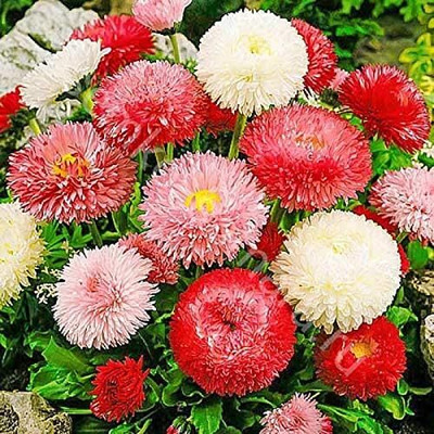 Qualtivate XL-123 Flower Seeds Daisy Mixture of Colors, Daisy Seeds from Russia Seed(50 per packet)
