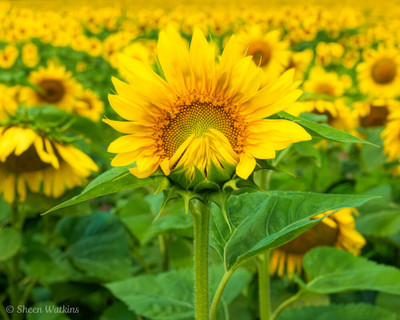 Arshiayat Sunflower Seed(15 per packet)
