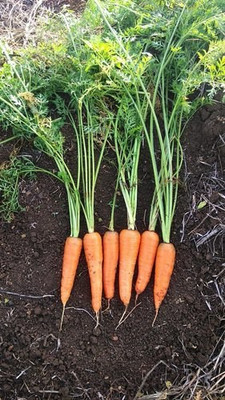 CYBEXIS Karotan Imported Carrot Variety2000 Seeds Seed(2000 per packet)