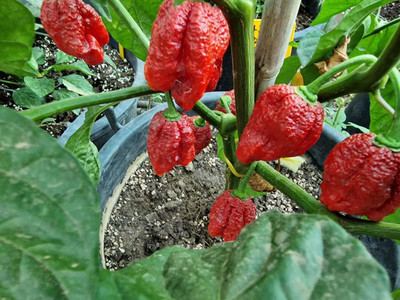 Biosnyg 7 Pot Gigantic Congo Chilli Seeds for Home Gardening-(2000 Seeds) Seed(2000 per packet)