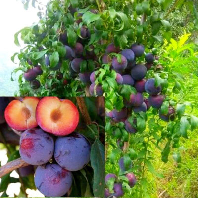 Aywal Allo Bukhara Fruit Seed(9 per packet)