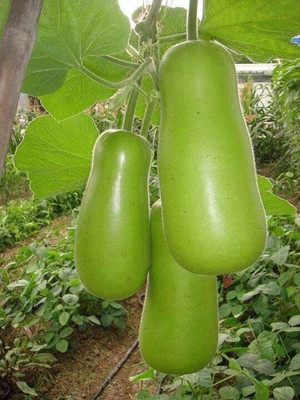 Cloud Farm Long louki/ long bottle gourd seed Seed(20 per packet)