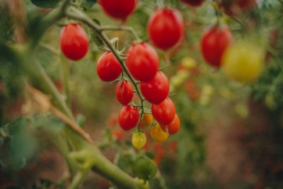 DRoz tomato Seed(30 per packet)