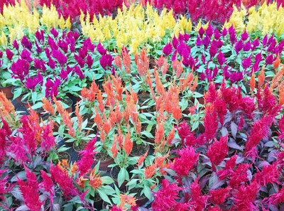 ZIXA COLORFUL CELOSIA Flower Seed(80 per packet)