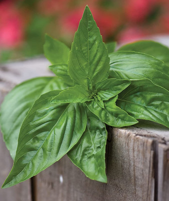 CYBEXIS LXI-56 - Genovese Sweet Large Leaf Basil - (13500 Seeds) Seed(13500 per packet)