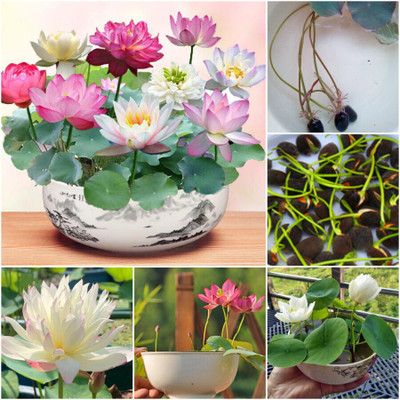 DEYS AGRO ™ lotus seeds, kamal flower plant seeds, hybrid kamal gatta seed, poddo flower home Seed(4 per packet)