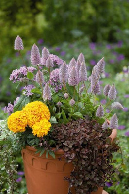 GREENBAAG marigold/gende ka phool flower seeds Seed(75 per packet)