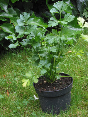 CYBEXIS ATS-33 - Cutting Leaf Celery Apium - (2250 Seeds) Seed(2250 per packet)