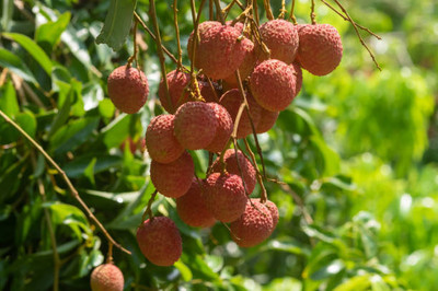 MAA LITCHI,LICHEE,LYCHEE Seed(11 per packet)