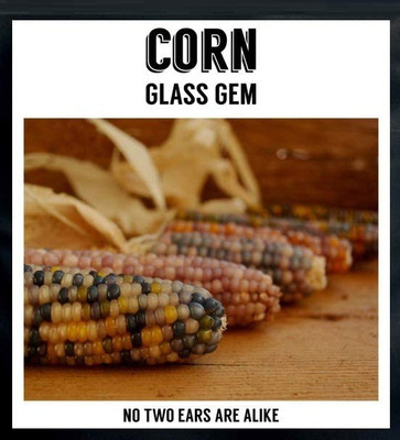 VibeX ® VXI-708 Glass Gem Corn Seeds Seed(500 per packet)