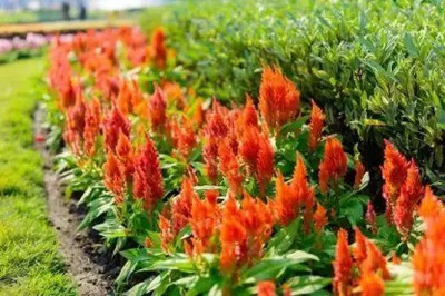 Aro Celosia Dwarf, Cockscomb Seed(300 per packet)