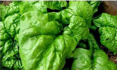 VibeX XLL-1 - Giant Spinach - (2250 Seeds) Seed(2250 per packet)