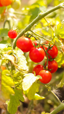 Indus tomato Seed(120 per packet)