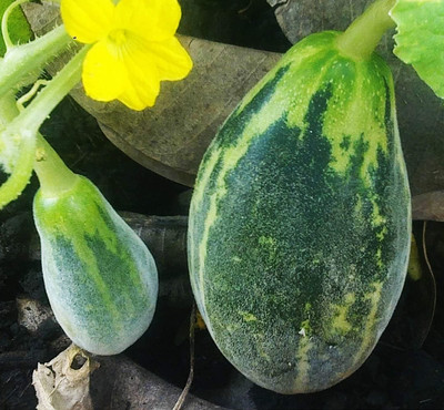 Qualtivate PUA-3A Sambar Cucumber(Madras Cucumber) Seed(300 per packet)