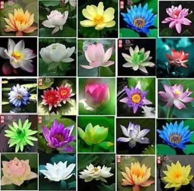 SUAA Lotus Flower MIX Seed(12 per packet)