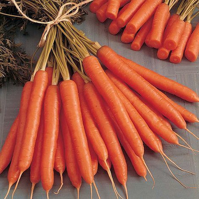 CYBEXIS Amsterdam Forcing Imported Carrot Variety2000 Seeds Seed(2000 per packet)