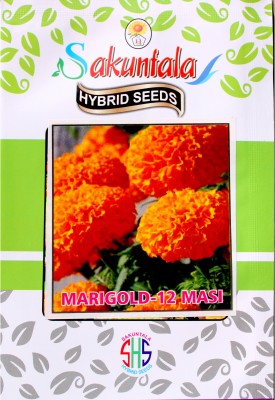 Sakuntala Hybrid Seeds Marigold 12 Masi Genda Flower Seeds For Home Gardens Farms All Season Flowering Seed(25 per packet)