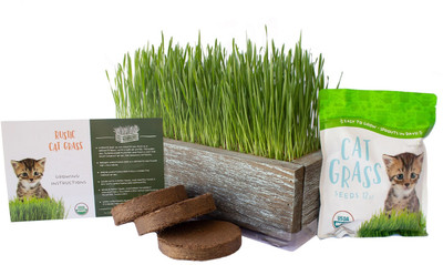 KNESSiN Hard Red Wheat Berries (Sprouting for Wheatgrass)-{4000 Seeds} Seed(4000 per packet)