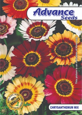 JD AGRO CHRYSANTHEMUM ASSORTED BLOOMS FOR EVERY OCCASION Seed(40 per packet)