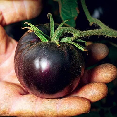 KNESSiN Open-Pollinated Black Tomato Vegetable Seeds for Home Gardening - (400 Seeds) Seed(400 per packet)