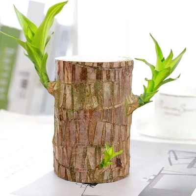 JERITO Lucky Brazil Wood Plant, Feng Shui Plant, Brazilian Wood Plant for Living Room Seed(1 per packet)