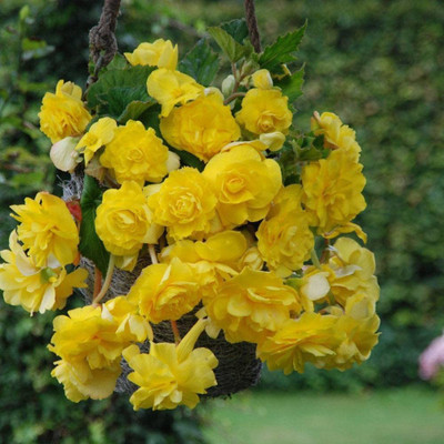 CYBEXIS Yellow Pendula Begonia, Beautiful Yellow Flowering Seeds Seed(25 per packet)