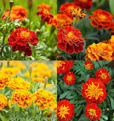 ibains Marigold mixed seeds pack of 53 Seed(13 per packet)