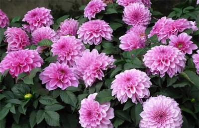 Qualtivate ATS-64 Perennial Mixing Color Dahlia Flowers Seeds Seed(50 per packet)