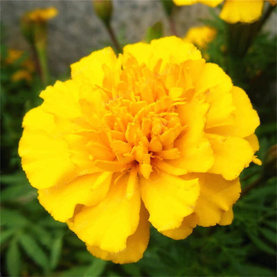 CYBEXIS XLR-40 - Tagetes Patula Marigold - (750 Seeds) Seed(750 per packet)