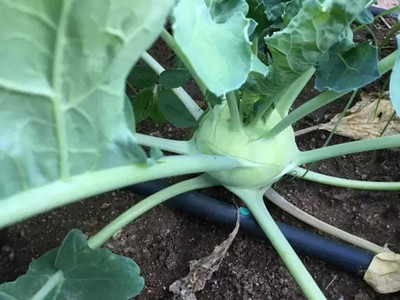 Aro Knol Khol, Kohlrabi Seed(22 per packet)